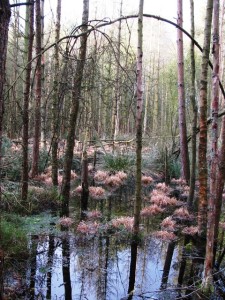 Standing water with tufts of moss amongst the trees in a Cheshire moss land