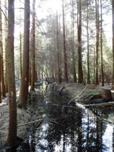 Trees lining a water-filled stream on a Cheshire moor