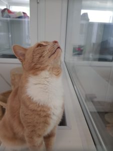 An orange tabby cat looking up through a window